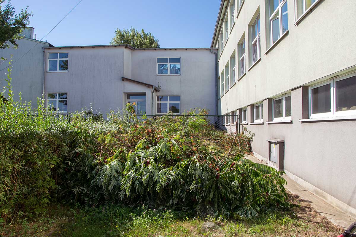 Wycięte drzewa przed szkołą w Wińsku