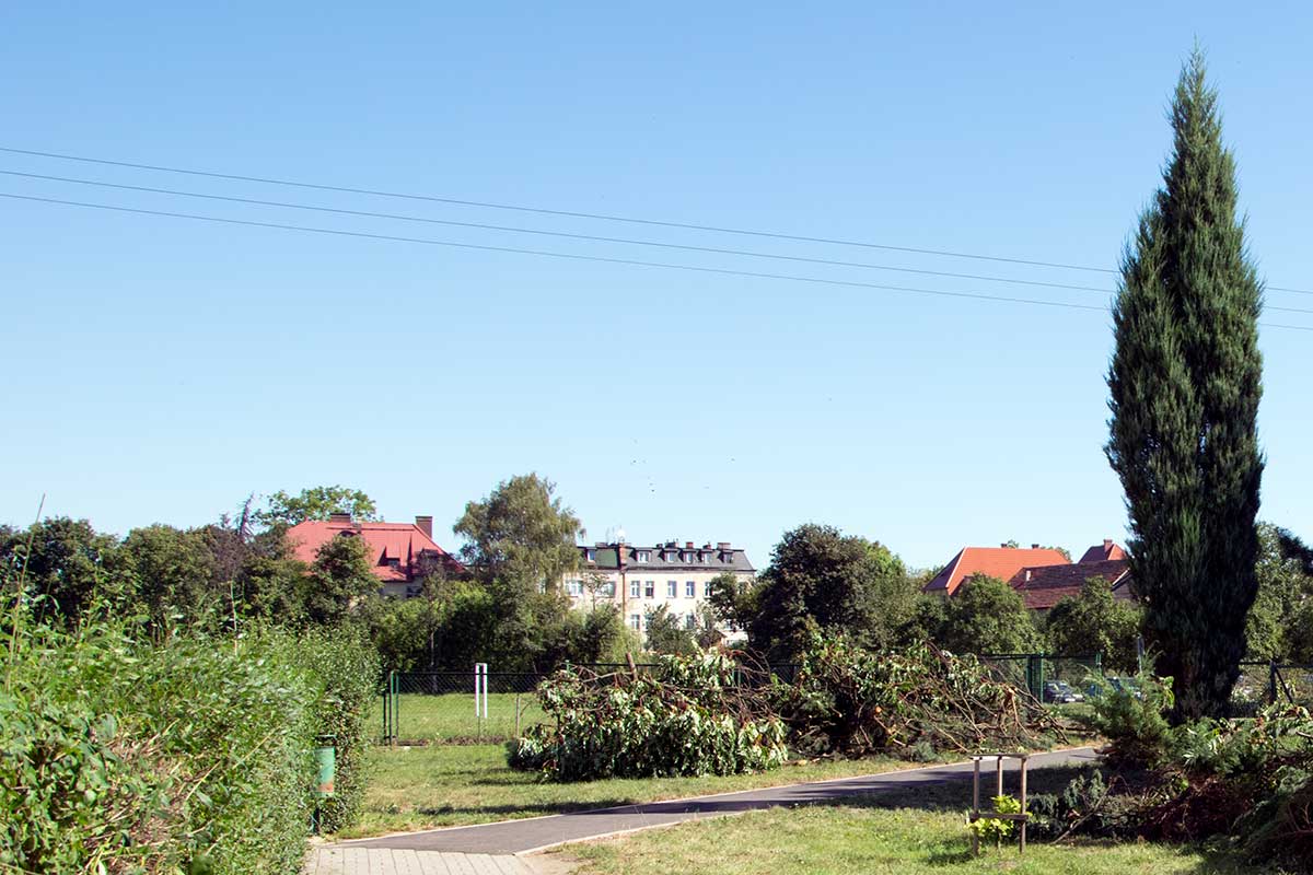 Wycięte drzewa przed szkołą w Wińsku